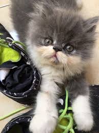 Makanan untuk kucing persia peaknose. Mau Jual Kucing Persia Peaknose Perlengkapan Hewan Makanan Hewan Di Carousell