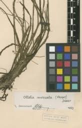 Image result for Ottelia muricata