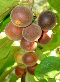 Image result for Dovyalis xanthocarpa