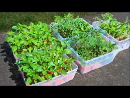 Maybe you would like to learn more about one of these? How To Grow A Garden From Seed Soil Prep Starting Tomato Seeds Container Gardening Plant Youtube