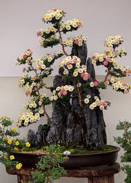 Bonsai chrysanthemums on display at matsumoto castle. 16 Bonsai Mums Ideas Bonsai Bonsai Tree Bonsai Plants