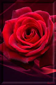 Decent Image Scraps Rose Animation Rose Flower Wallpaper Rose Flower Beautiful Rose Flowers