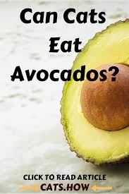 But, can dogs eat avocado? Can Cats Eat Avocados Dog Food Recipes Cat Nutrition Eat