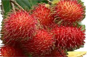 500 gambar buah buahan tempatan lukisan terbaru infobaru. Abm Buah Buahan Tempatan Docx Document