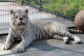 Photograph Shows Tiger With Down Syndrome