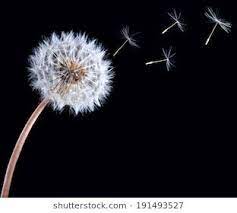 Blow Ball Of Dandelion Flower Isolated On Black Background Dandelion Flower Dandelion Painting Dandelion
