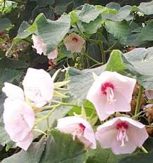 Image result for Dombeya burgessiae