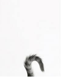 Photo Http Bungalowclassic Tumblr Com Photographie De Chat Animaux Chat