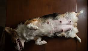 This is dixie, pregnant with puppies by cash. Pregnancy In Dogs Petcoach
