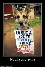 Desmotivaciones No A La Pirotecnia Doggie Style Funny Pictures Pets