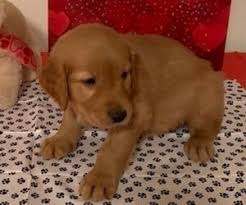 All our dogs come with health checks, dewormings, and akc paperwork already done for you. View Ad Golden Retriever Litter Of Puppies For Sale Near Colorado Lamar Usa Adn 188256