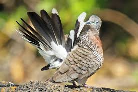 Selanjutnya di minggu kedua, anda bisa memberikan terasi. 6 Cara Ternak Burung Perkutut Untuk Pemula Nona Ternak