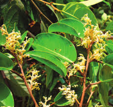 Image result for Marquesia macroura