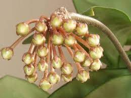 Hoya Dasyantha