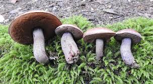 Image result for Sutorius eximius