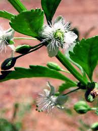 Image result for Scoparia dulcis