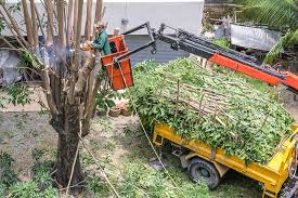 When you choose us, you can be sure to get excellent services in a timely manner. Tree Service Removal Columbus Tree Trimming Voted 1