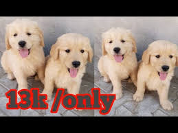 Central louisiana (aex) college station, tx. Craigslist Golden Retriever Puppies For Sale Near Me 07 2021