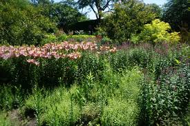 We did not find results for: Purple Prince Crabapple Malus Purple Prince North Shore Plant Club