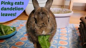 For example, jackfruit leaves, corn leaves, banana leaves, bamboo leaves or legumes. Pinky The Bunny Eats Dandelion Leaves Youtube