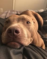 Dog Toys In 2020 Cute Baby Animals Puppies Pitbull Puppies