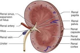 If you'd known how to suck, he said, and his finger stroked her lower lip, we could do that. his hand descended along her neck, her other breast. Renal Sinus An Overview Sciencedirect Topics