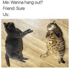 We did not find results for: Hilarious Cat Memes To Make You Laugh Right Meow
