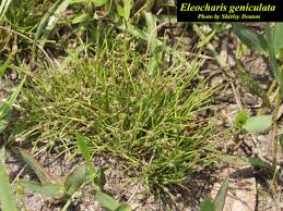 Image result for Eleocharis caduca