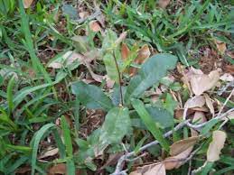 An oak is a tree or shrub in the genus quercus (/ˈkwɜːrkəs/; Can I Garden Under Live Oak Woodland Forum At Permies