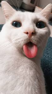 Pin By Illyustrator On Fotos In 2020 Cute Cat Wallpaper Kitten Wallpaper Cat Wallpaper