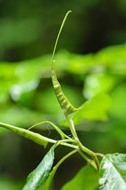 Image result for Dorstenia psilurus