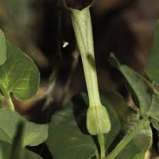 Image result for Aristolochiaceae