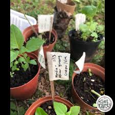 Image result for Mondia ecornuta