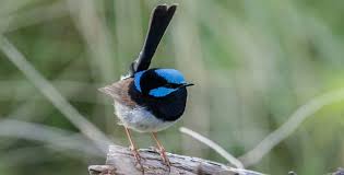 How to attract fairy wrens to your garden. It Isn T Easy Being Blue Cost Of Colour In Fairy Wrens