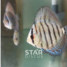 Low to high sort by price: Discus Brilliant Blue Turquoise Mulai Ukuran 1 Cm Shopee Indonesia