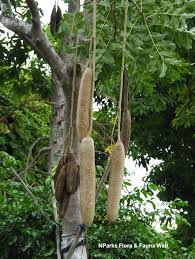 Image result for Kigelia