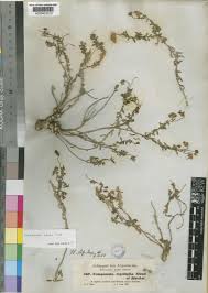 Image result for Campanula edulis