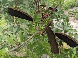 Image result for Julbernardia globiflora