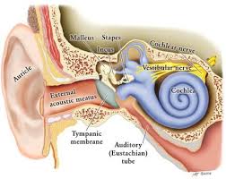 Fast Facts On Twitter Human Ear Human Body Healthy Bones