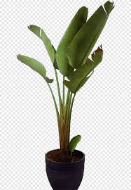 As empty as my soul. Green Leafed Plant Flowerpot Houseplant Crock Emerald Pot Leaf Hot Pot Png Pngegg