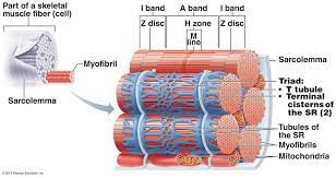 Chapter 9 Muscles And Muscles Tissue Muscular System Human Anatomy And Physiology Physiology