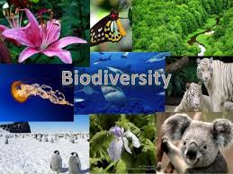 Biodiversity Definition Types Importance Hotspots Threats And Conservation Andhra Pradesh Pcs Exam Notes