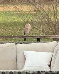 Michelle Mounce (@mychickensmygardens) • Instagram photos and videos