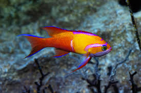 Image result for Aristida leucophaea