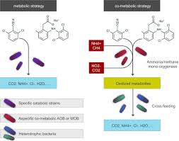 They may also be related to the mitochondria (symbiotic bacteria) acting as organelles in plant and animal cells. Is Biological Treatment A Viable Alternative For Micropollutant Removal In Drinking Water Treatment Processes Sciencedirect