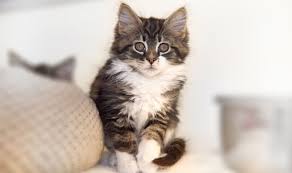 She is just gorgeous as the word itself just from her looks. Home Safe Haven For Cats