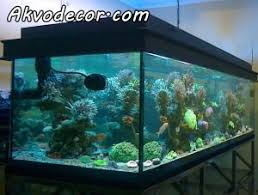 Jika kamu berniat untuk memelihara ikan hias air tawar lemon ini di rumah kamu, yang perlu diperhatikan adalah jangan memberi makanan terlalu berlebih, karena jika sampai kebanyakan aquarium akan. Jual Paket Aquarium Air Laut Aquarium Air Tawar Aquarium Air Tawar