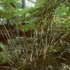 Image result for Ctenitis