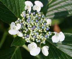 Image result for Chlorophytum colubrinum