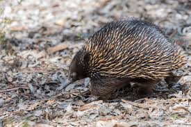 Enchiladas Animal Google Search Australia Animals Echidna Animals
